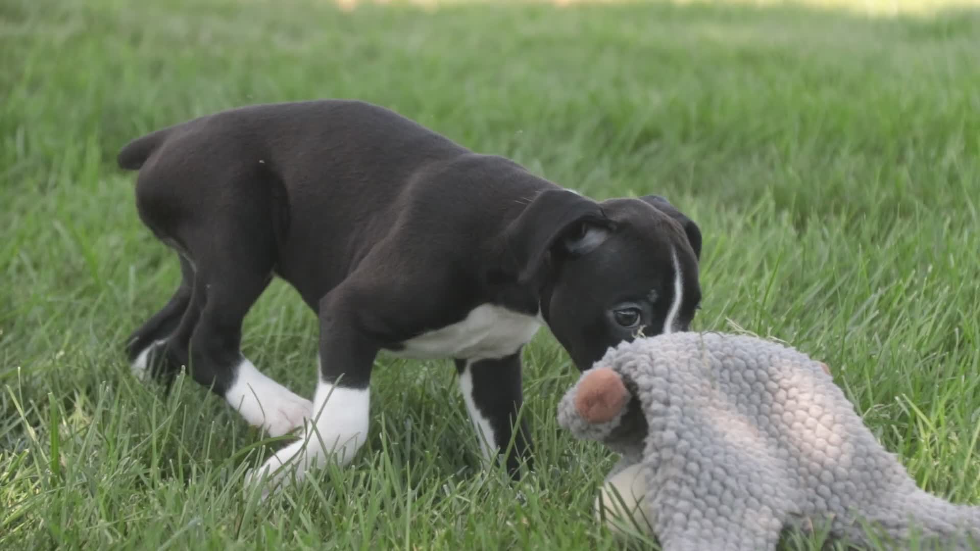 Boxer dogs for sale: Brody - Video 8