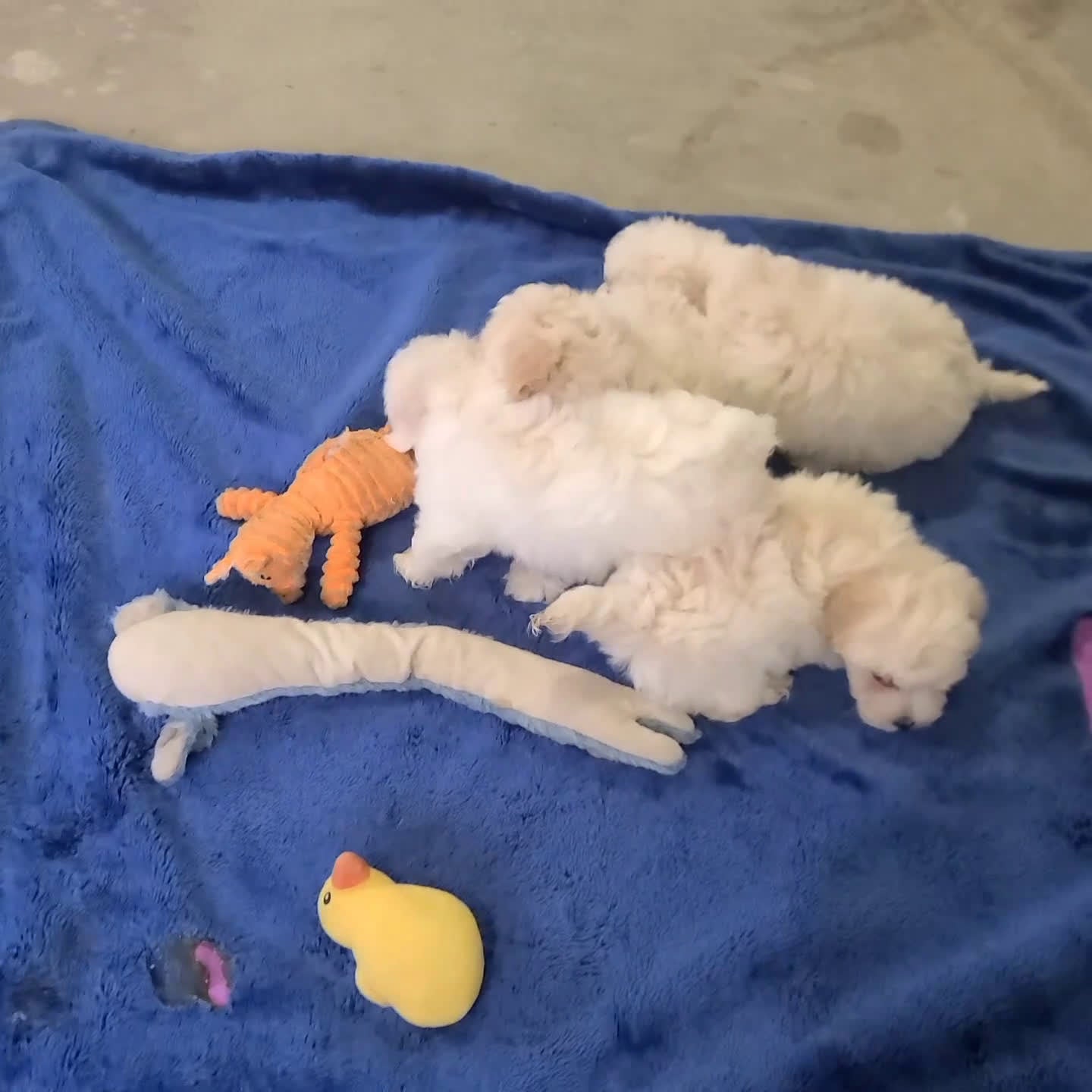 Maltipoo dogs for sale: Heather - Video 1