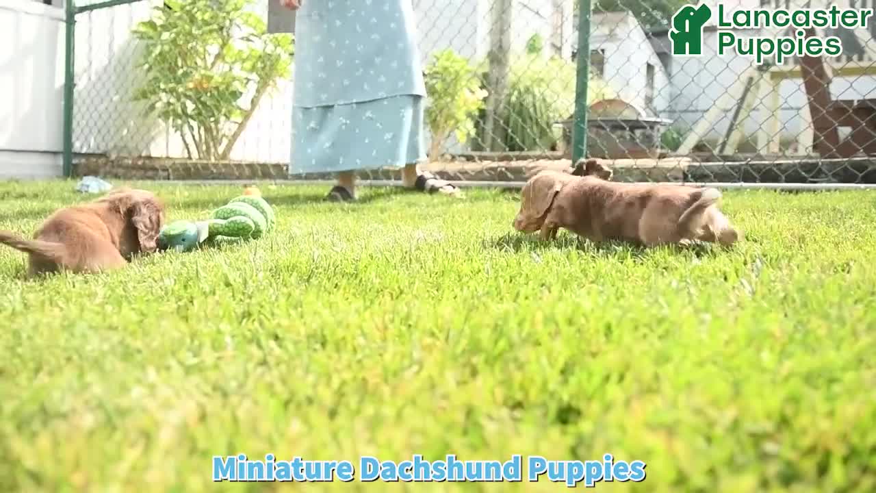 Miniature Dachshund dogs for sale: Rascal - Video 1