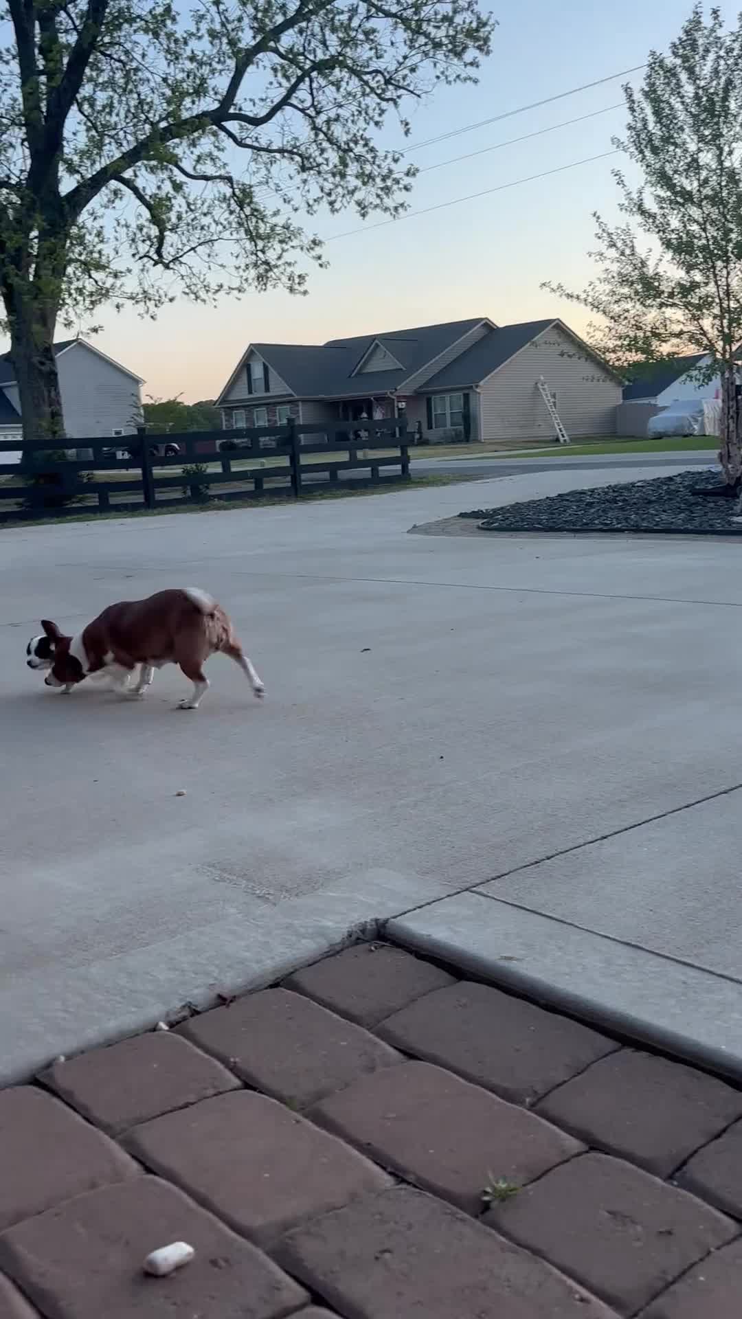 Jack Russell Terrier dogs for sale: Jack Russell Terrier Puppy 1 - Video 1