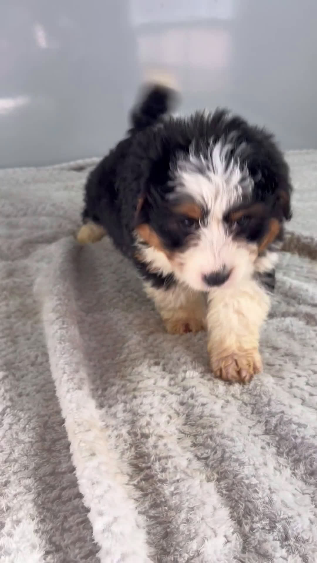 Mini Bernedoodle dogs for sale: Cari - Video 1