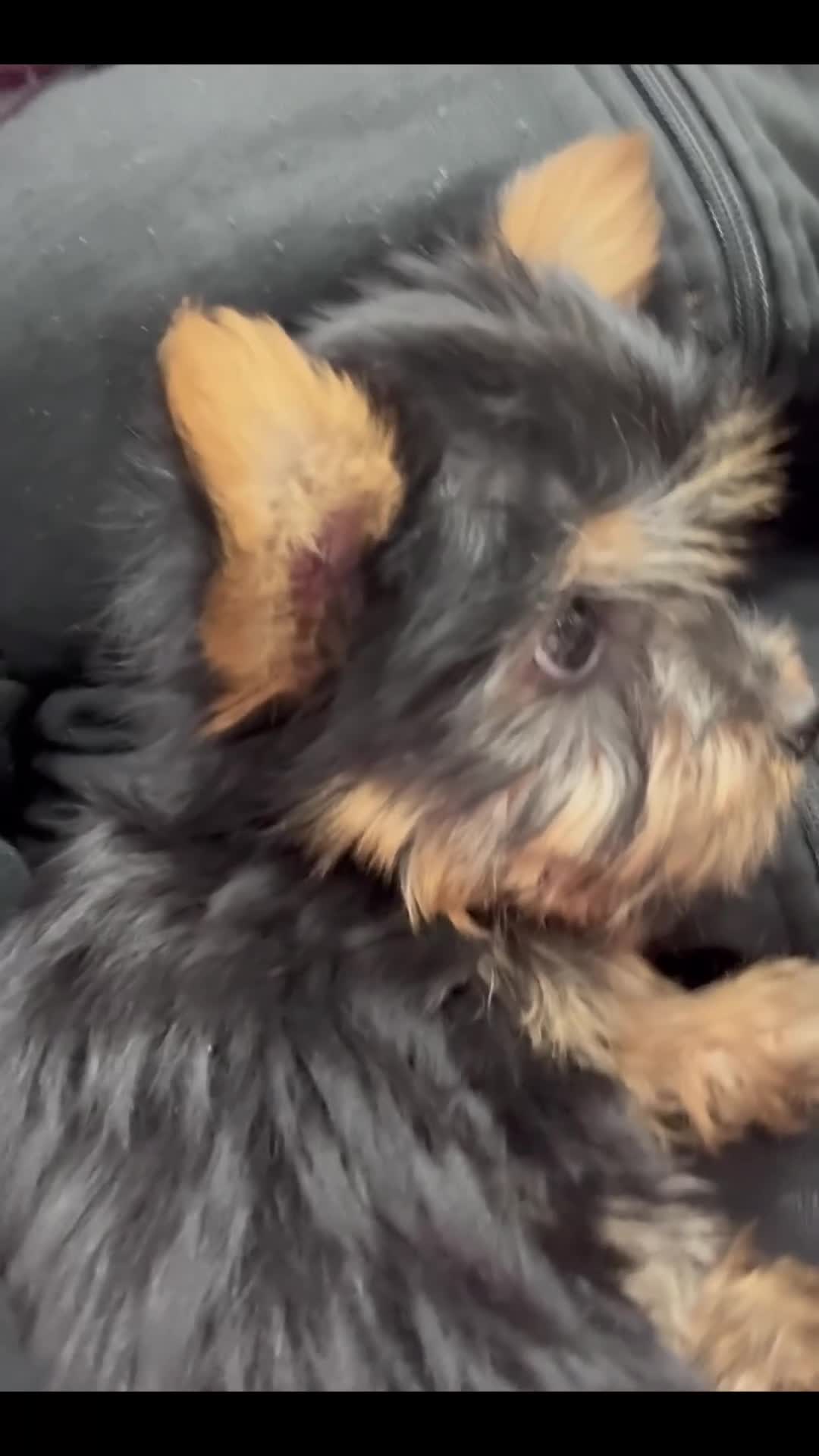 Silky Terrier dogs for sale: Silky Terrier Puppy 1 - Video 1