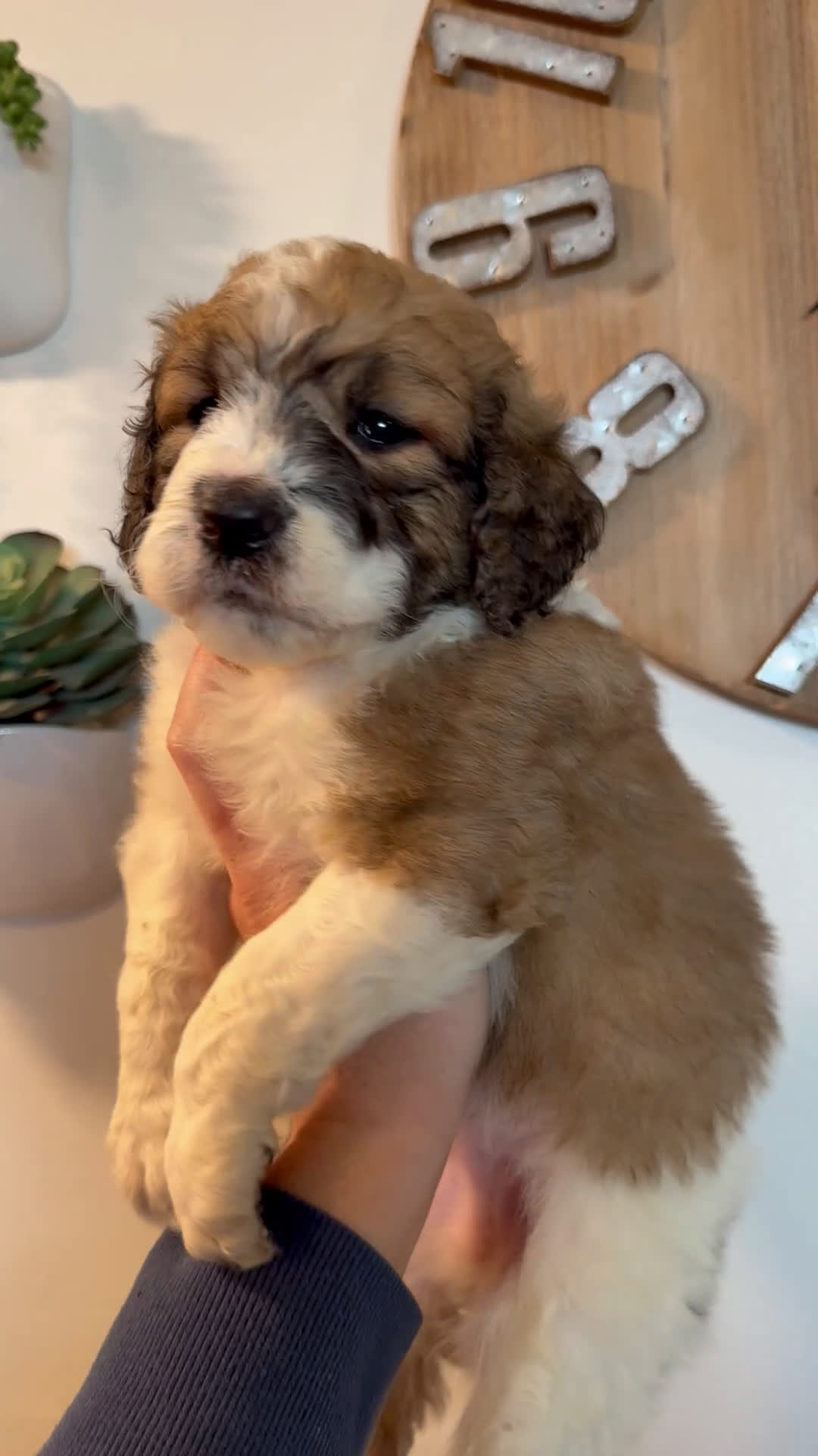 Saint Berdoodles dogs for sale: Calliope - Standard F1b - Video 8