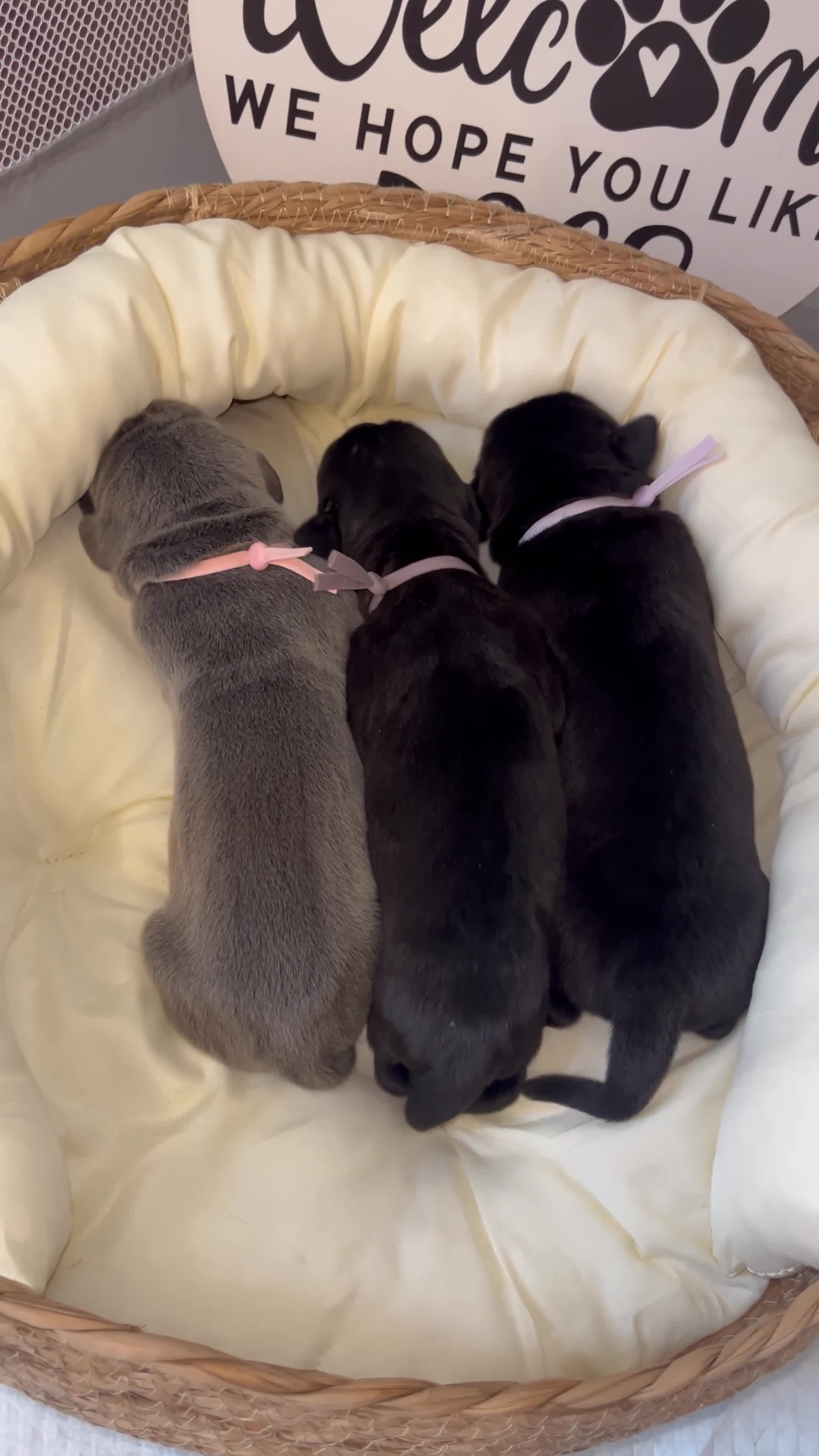 Cane Corso dogs for sale: Merlot - Video 2