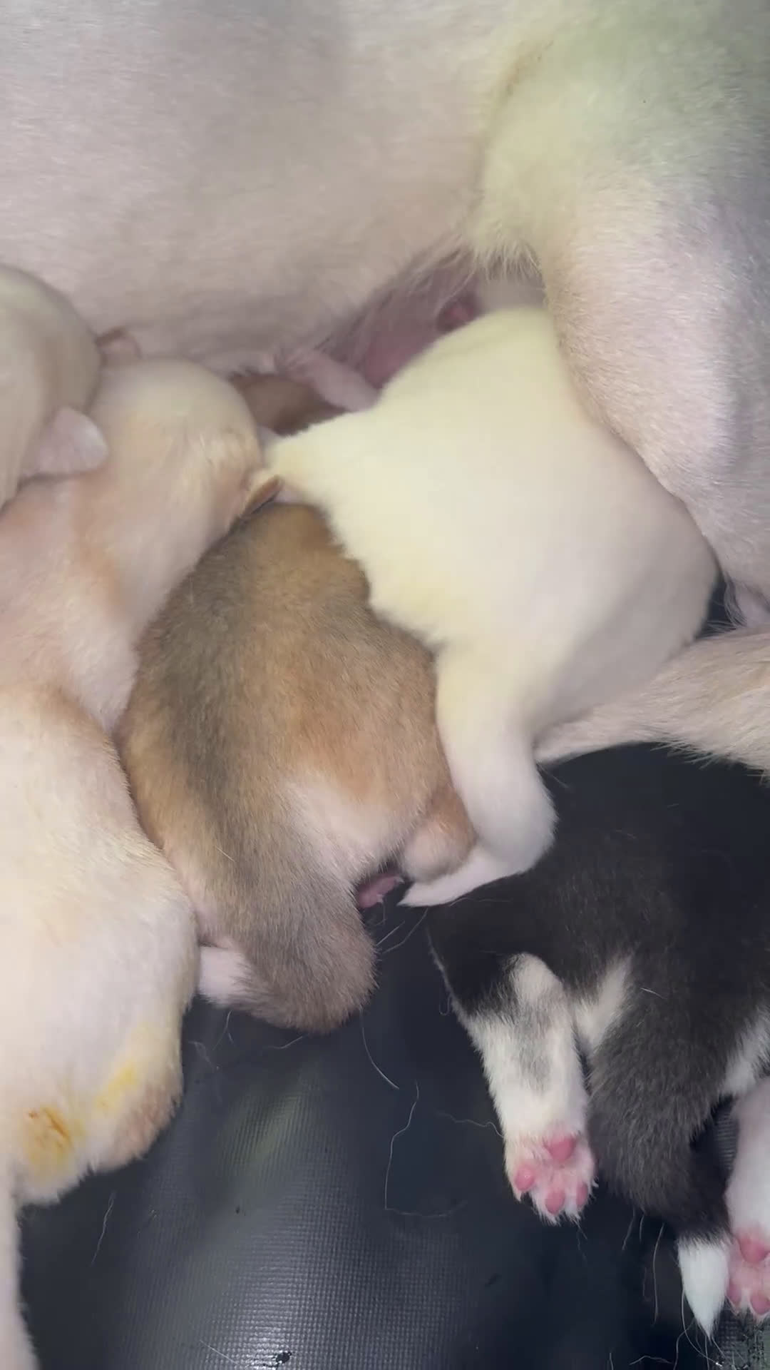 Siberian Husky dogs for sale: Siberian Husky Puppy 1 - Video 7