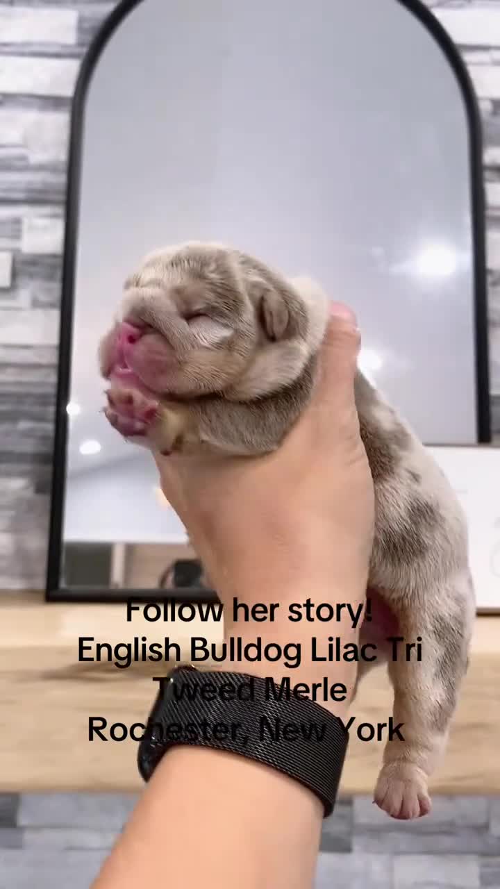 English Bulldog dogs for sale: ENID - Video 1