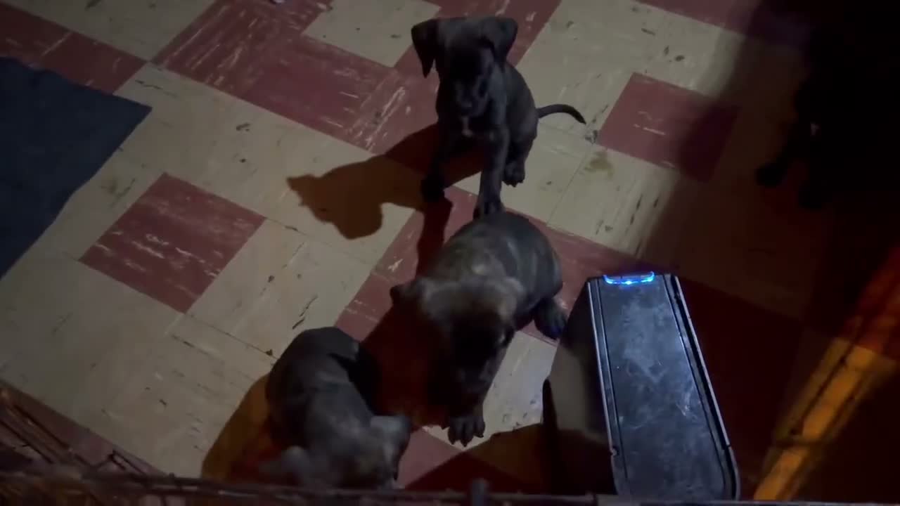 Mixed Breed dogs for sale: Mastidane/daniff pup3 - Video 2