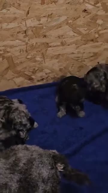Miniature Poodle dogs for sale: Miniature Poodle 6 - Video 3