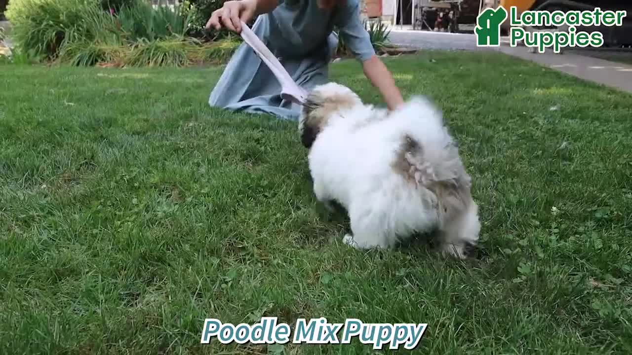 Pugapoo dogs for sale: Shasta - Video 1