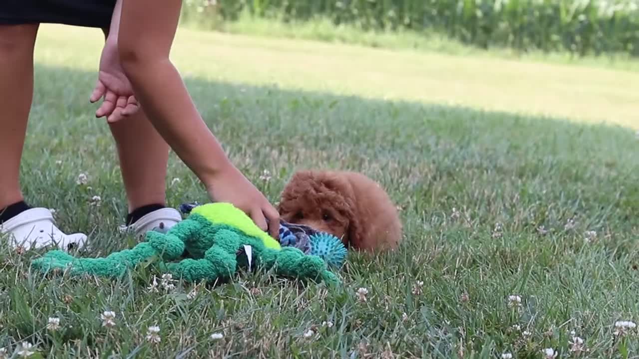 Cavapoo dogs for sale: Felecia - Video 1