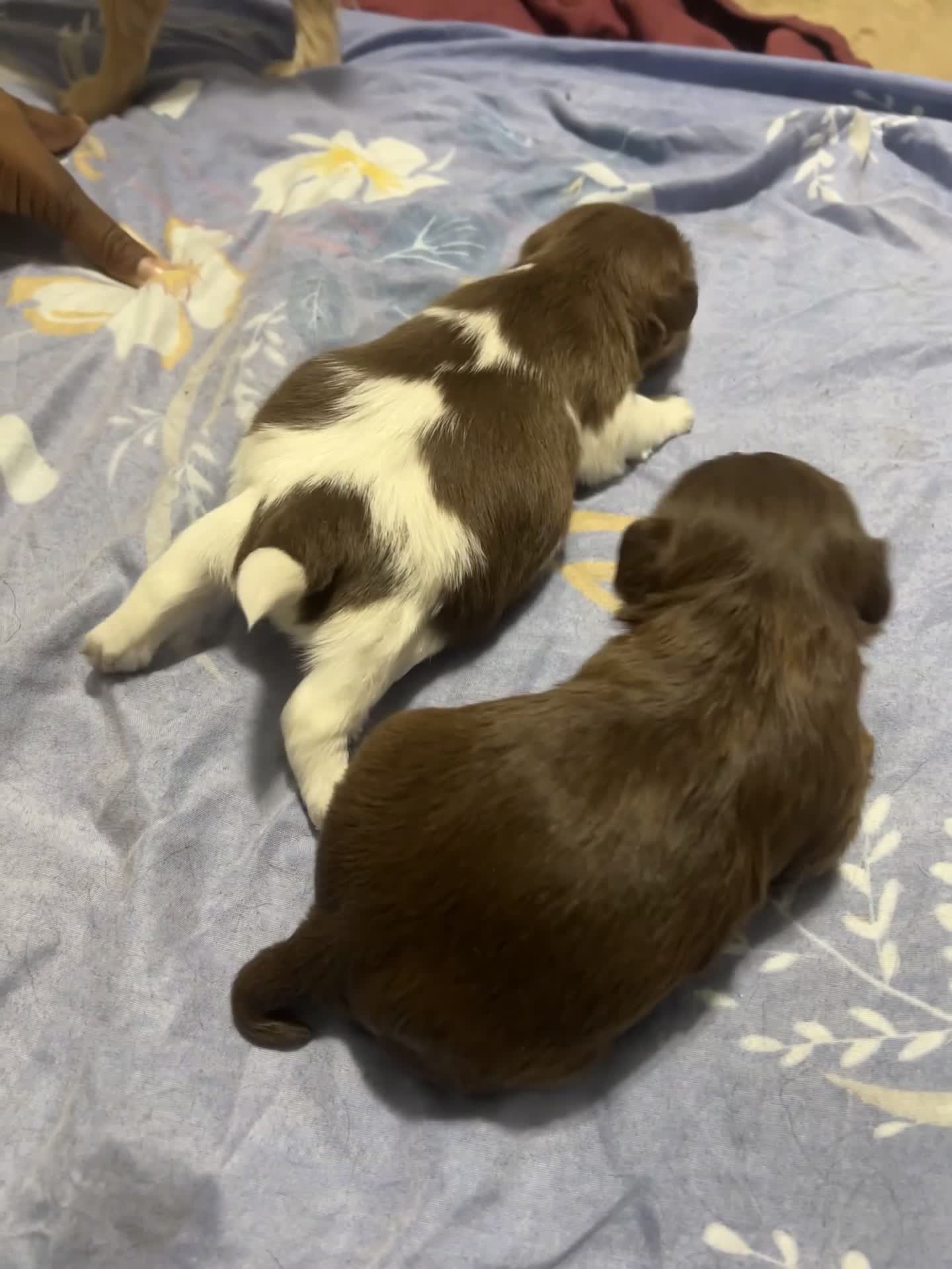 Mixed Breed dogs for sale: Pebbles  - Video 9