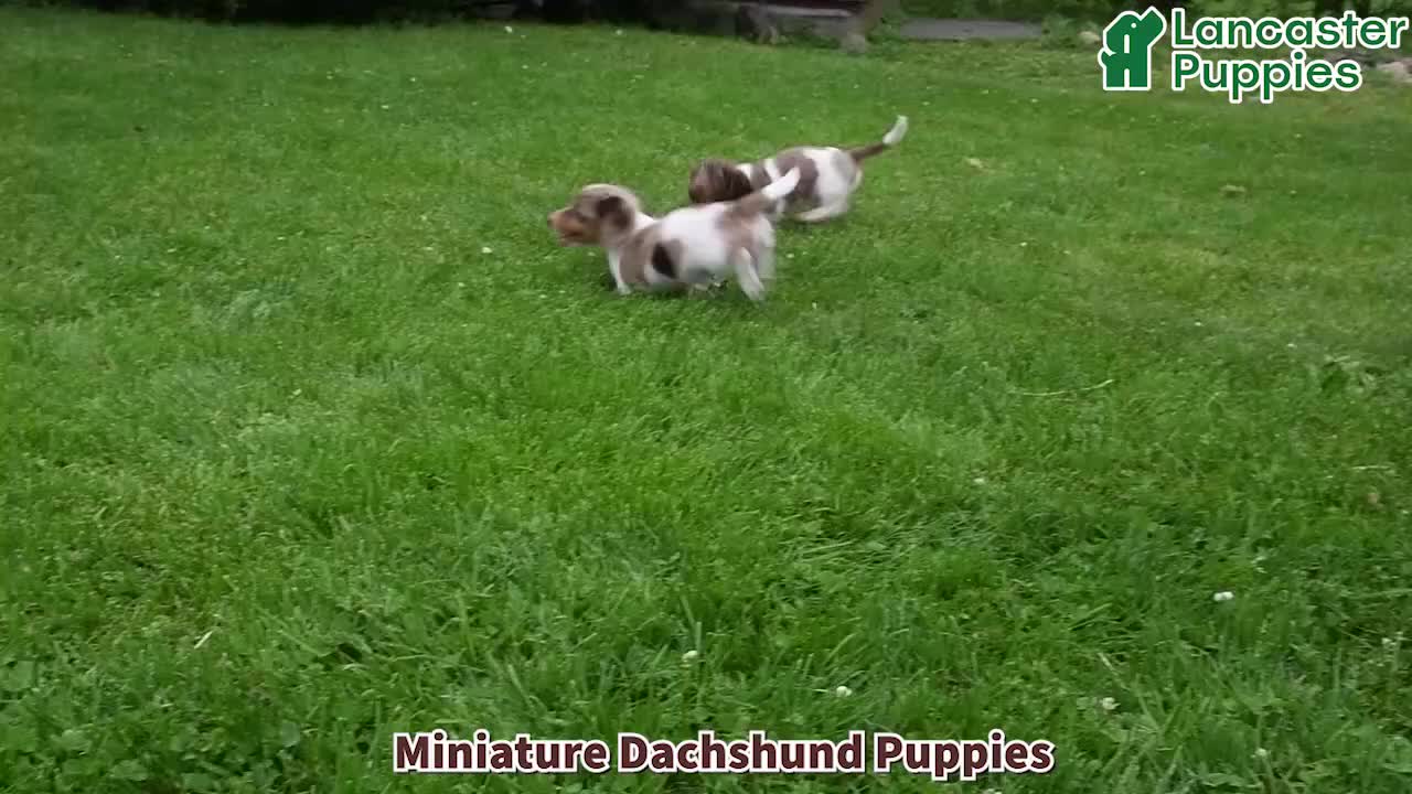 Miniature Dachshund dogs for sale: Buster - Video 1