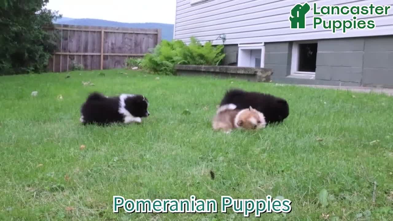 Pomeranian dogs for sale: Klondike - Video 1