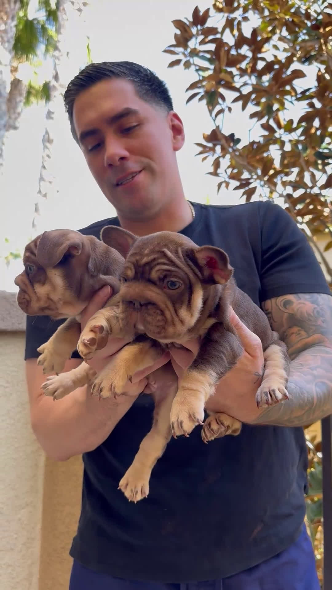 French Bulldog dogs for sale: Nayrobi French Bulldog Puppy female - Video 2