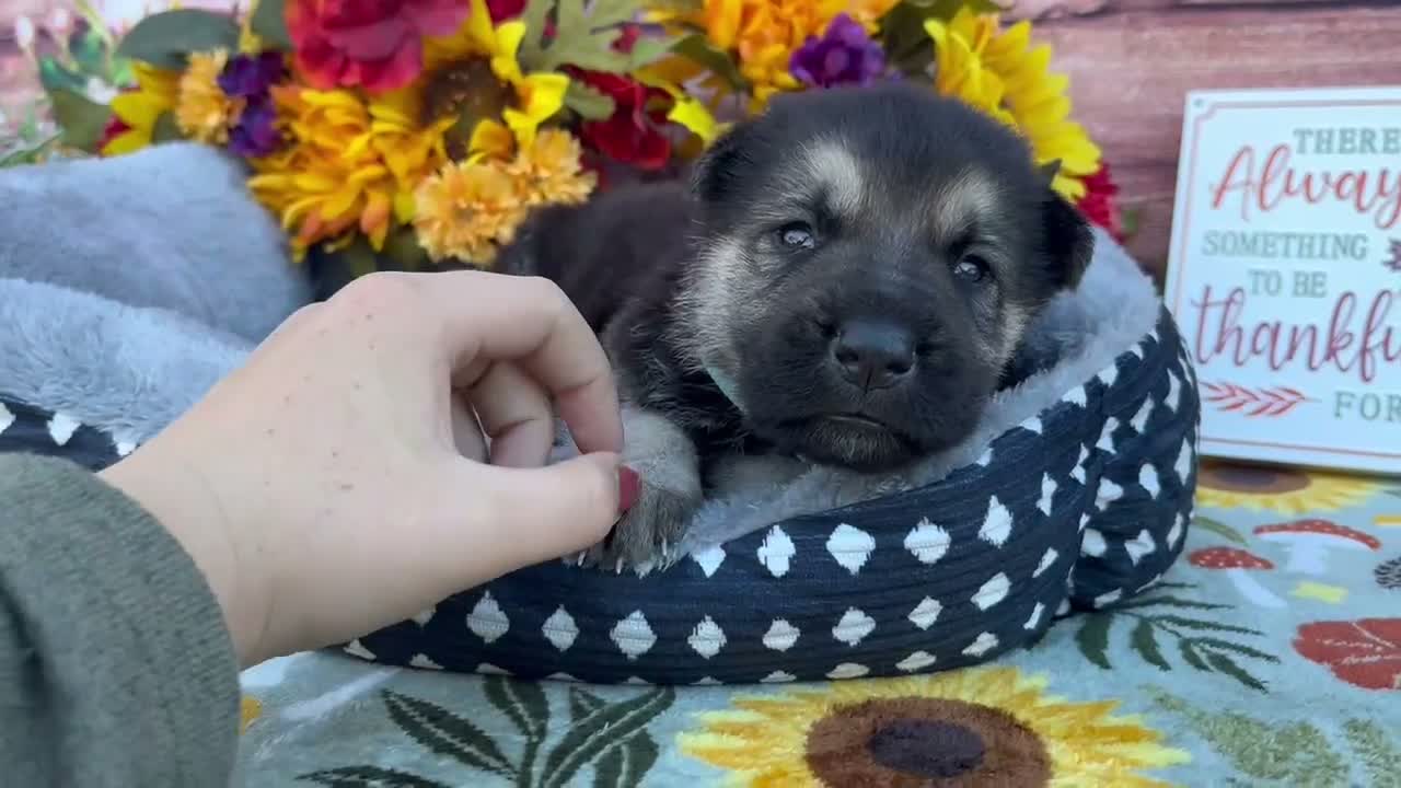 German Shepherd dogs for sale: Agate  - Video 2