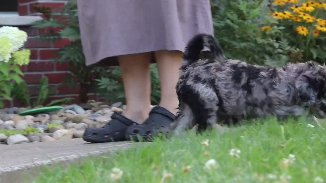 Newfypoo dogs for sale: Raina - Video 3