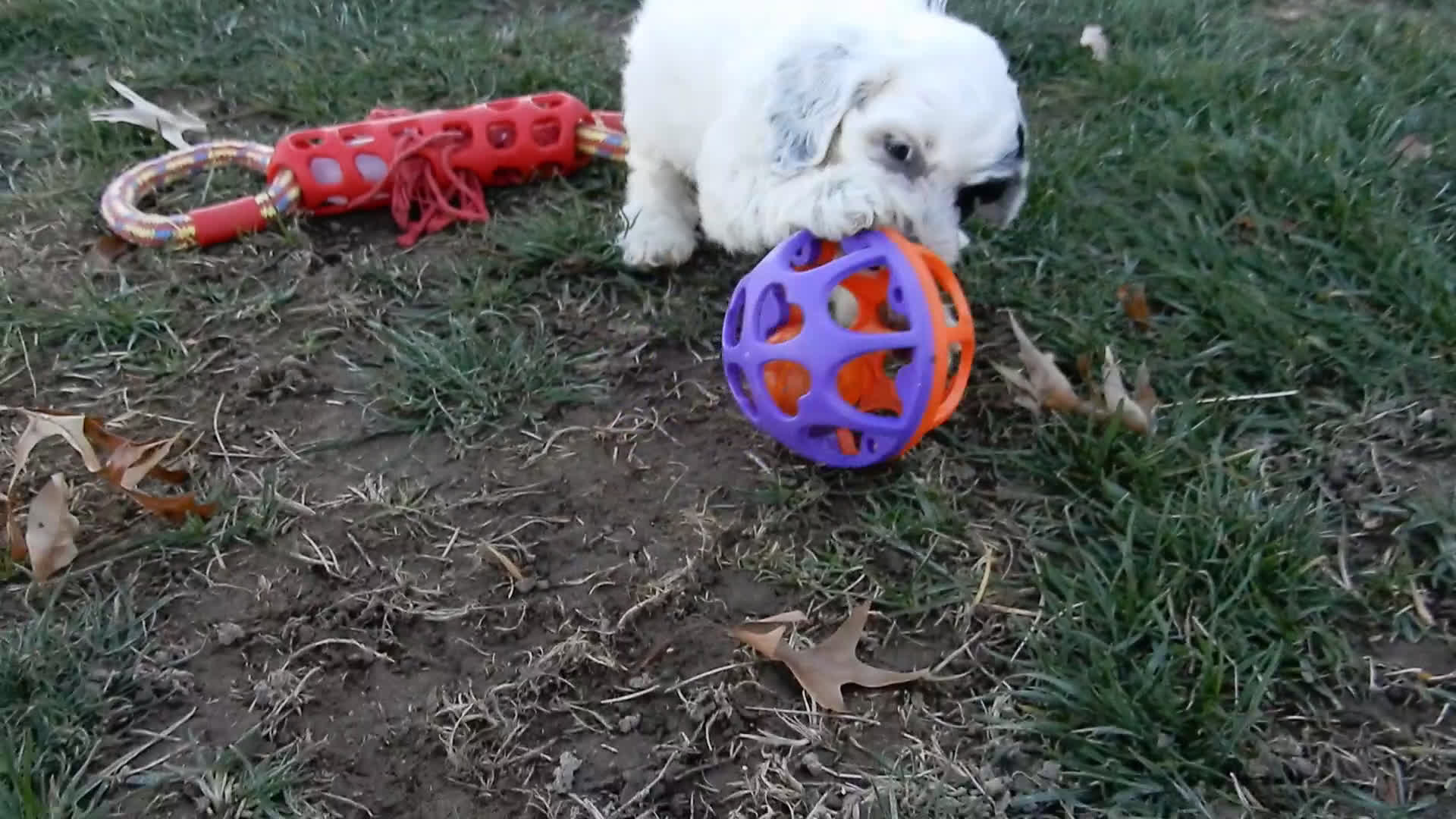 Cockapoo dogs for sale: Luka - Video 4