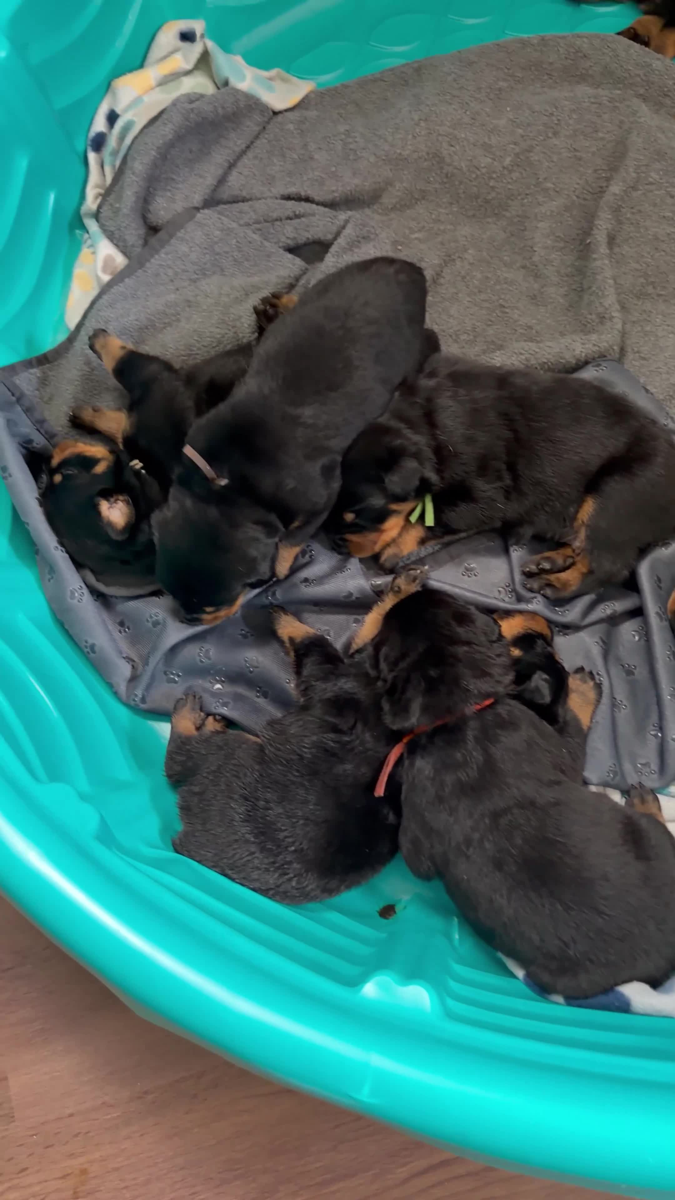 Rottweiler dogs for sale: Remy - Video 1
