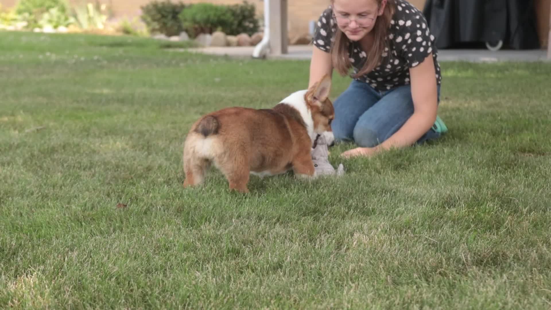 Welsh Corgi Pembroke dogs for sale: Ramona - Video 1