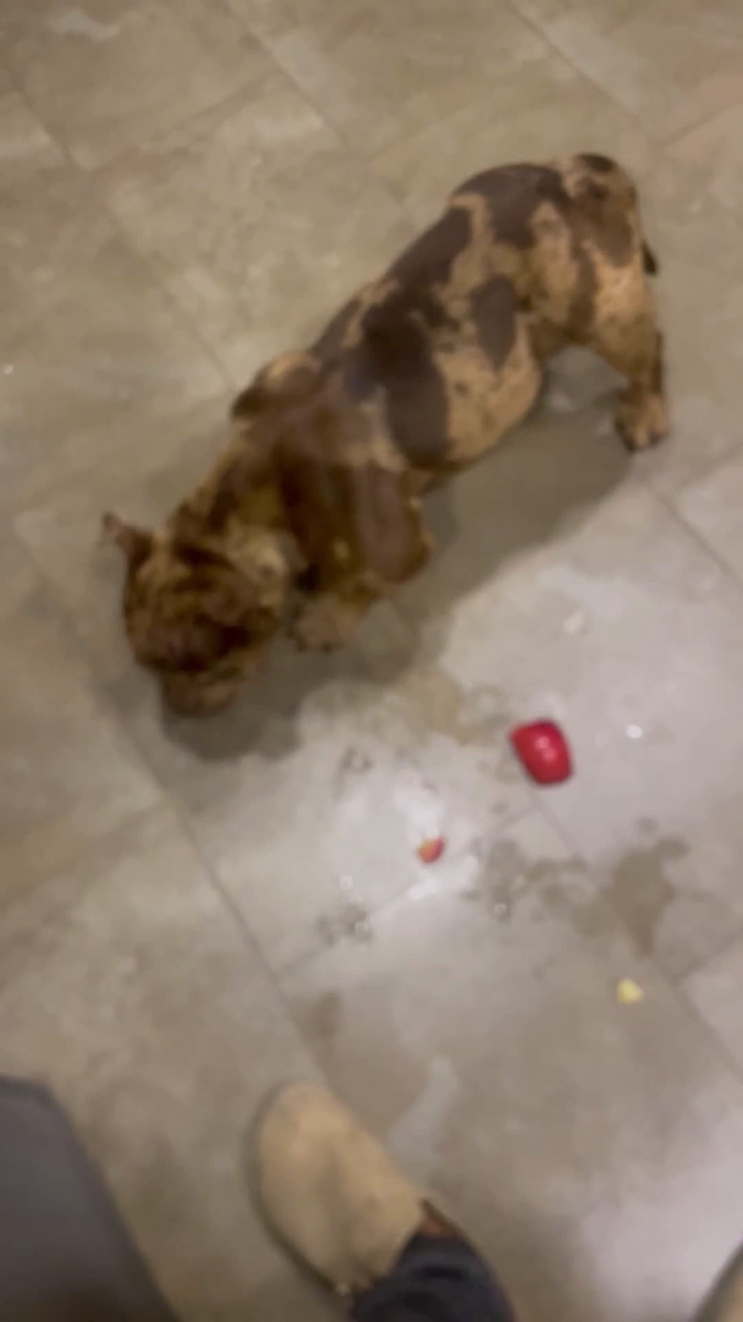 Mixed Breed dogs for sale: Mixed Breed Puppy 1 - Video 2