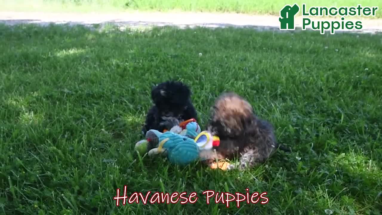 Havanese dogs for sale: Princess - Video 1