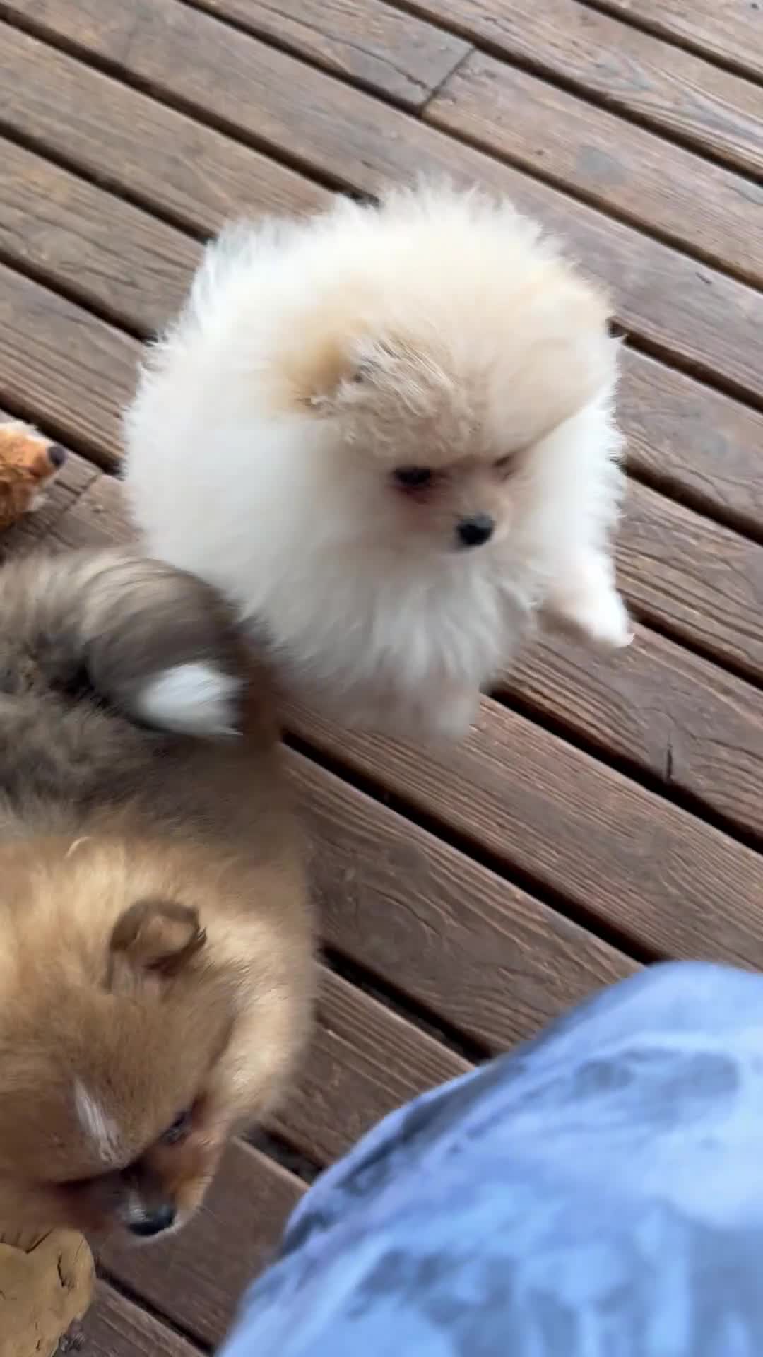Pomeranian dogs for sale: AKC Red Teddy Pom  - Video 1