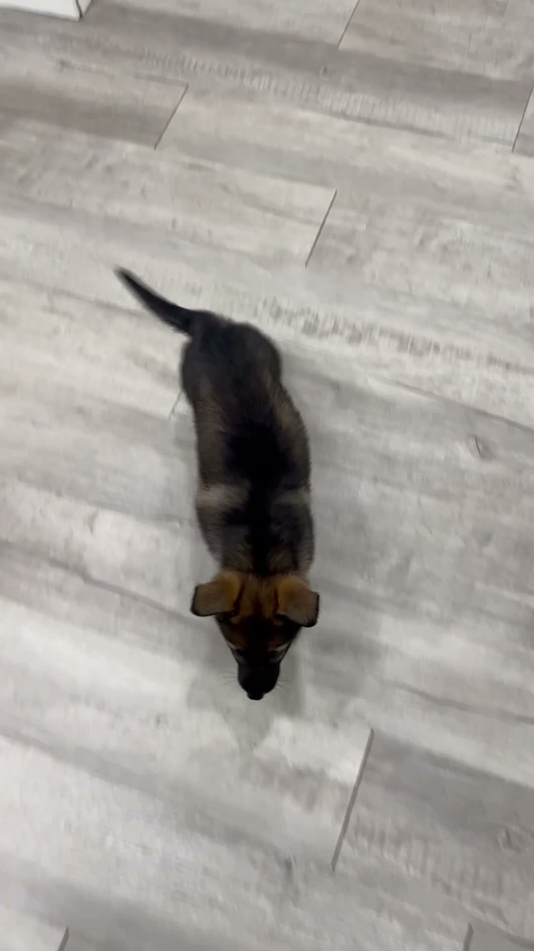 German Shepherd dogs for sale: Juneau - Video 1
