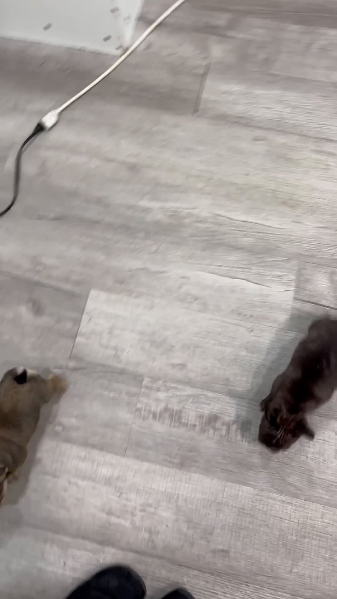 French Bulldog dogs for sale: Misty - Video 1