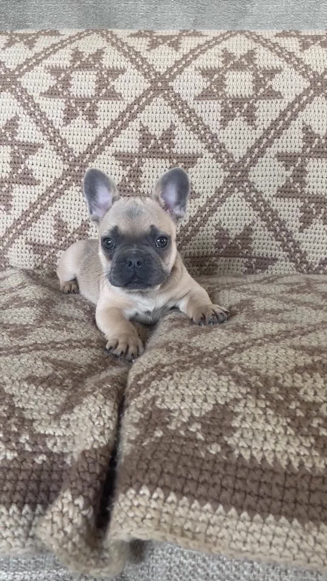 French Bulldog dogs for sale: Pauly AKC - Video 1