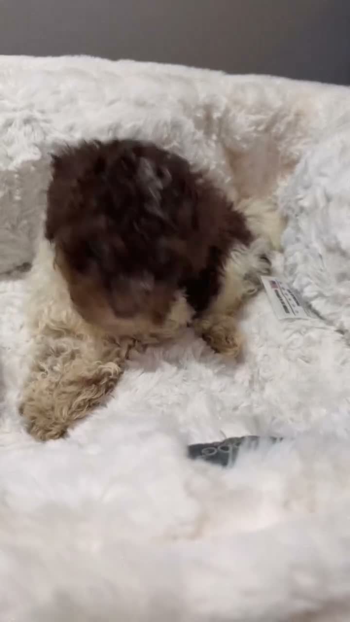 Toy Poodle dogs for sale: Tiny Bambi - Video 1
