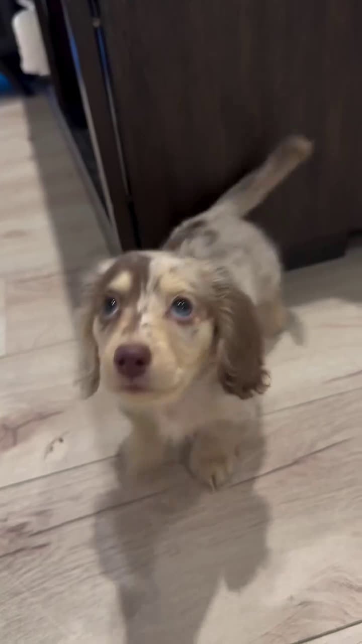 Miniature Dachshund dogs for sale: Miniature Dachshund Puppy 7 - Video 1