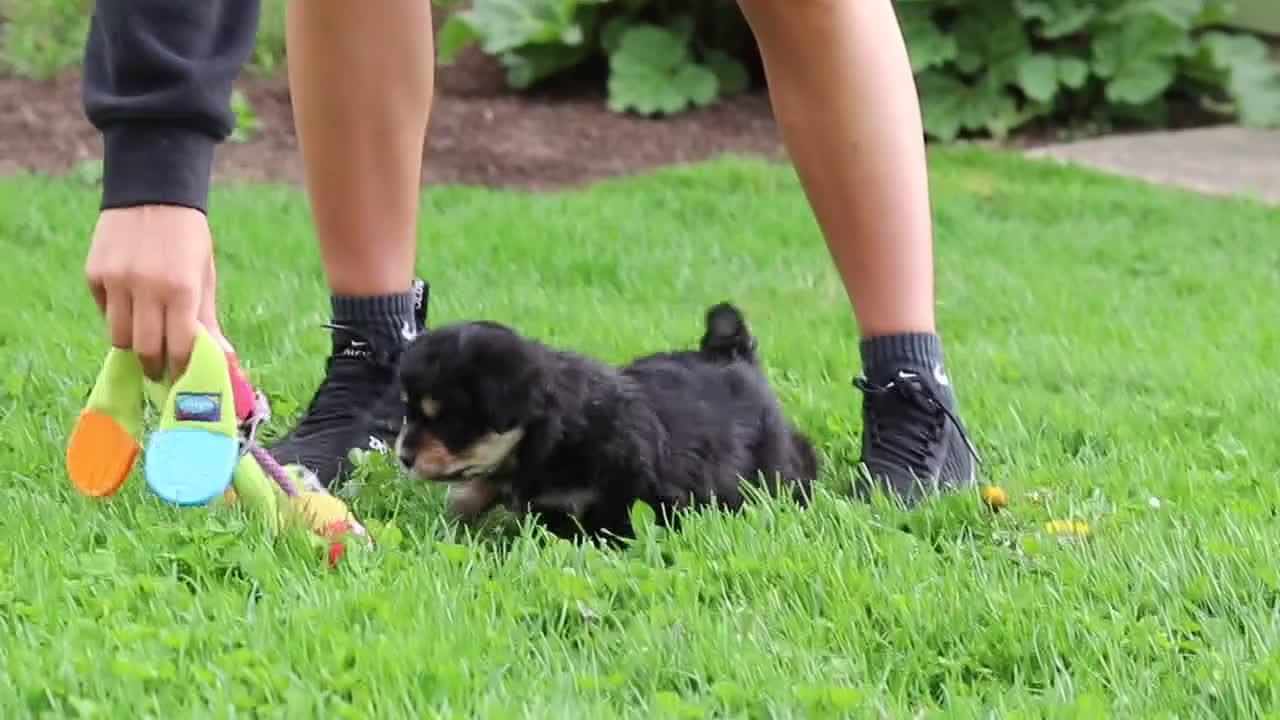 Mini Aussiedoodle dogs for sale: Bailey - Video 1