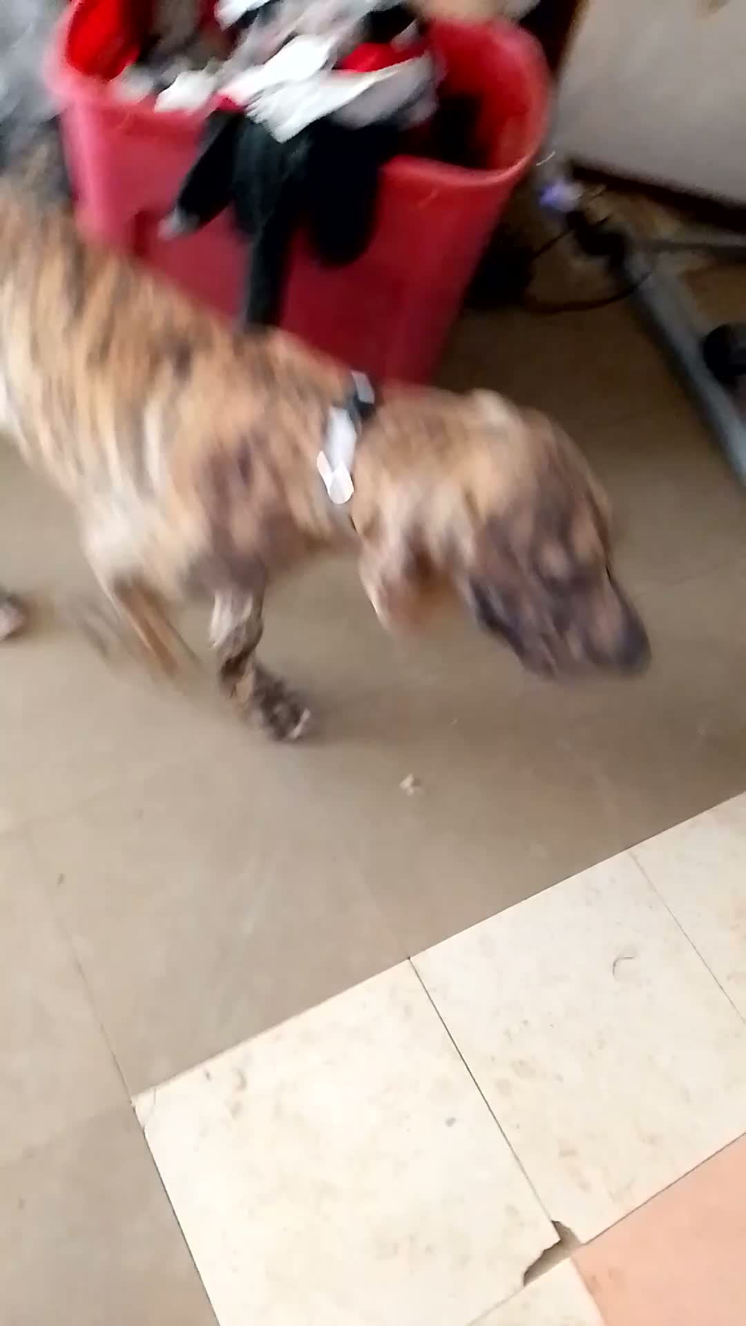 Great Dane dogs for sale: Great Dane 7 - Video 7