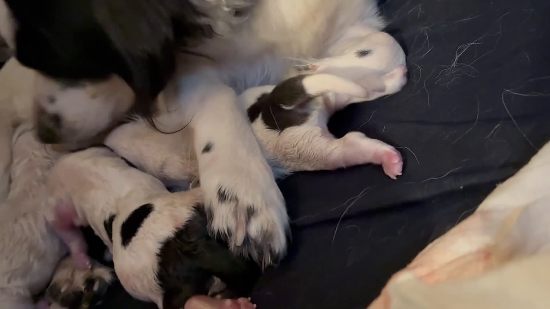 Havapoo dogs for sale:  Puppy 4 - Video 1