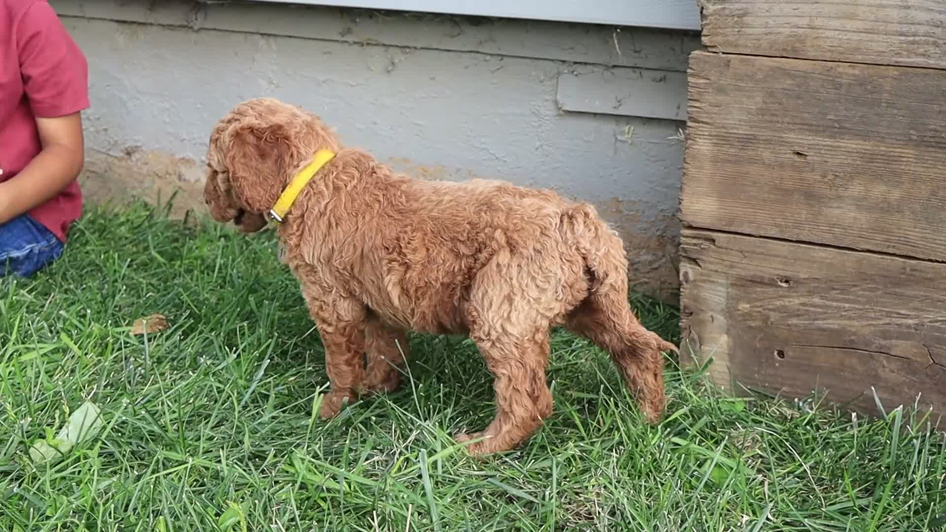 Standard Poodle dogs for sale: Adam - Video 1