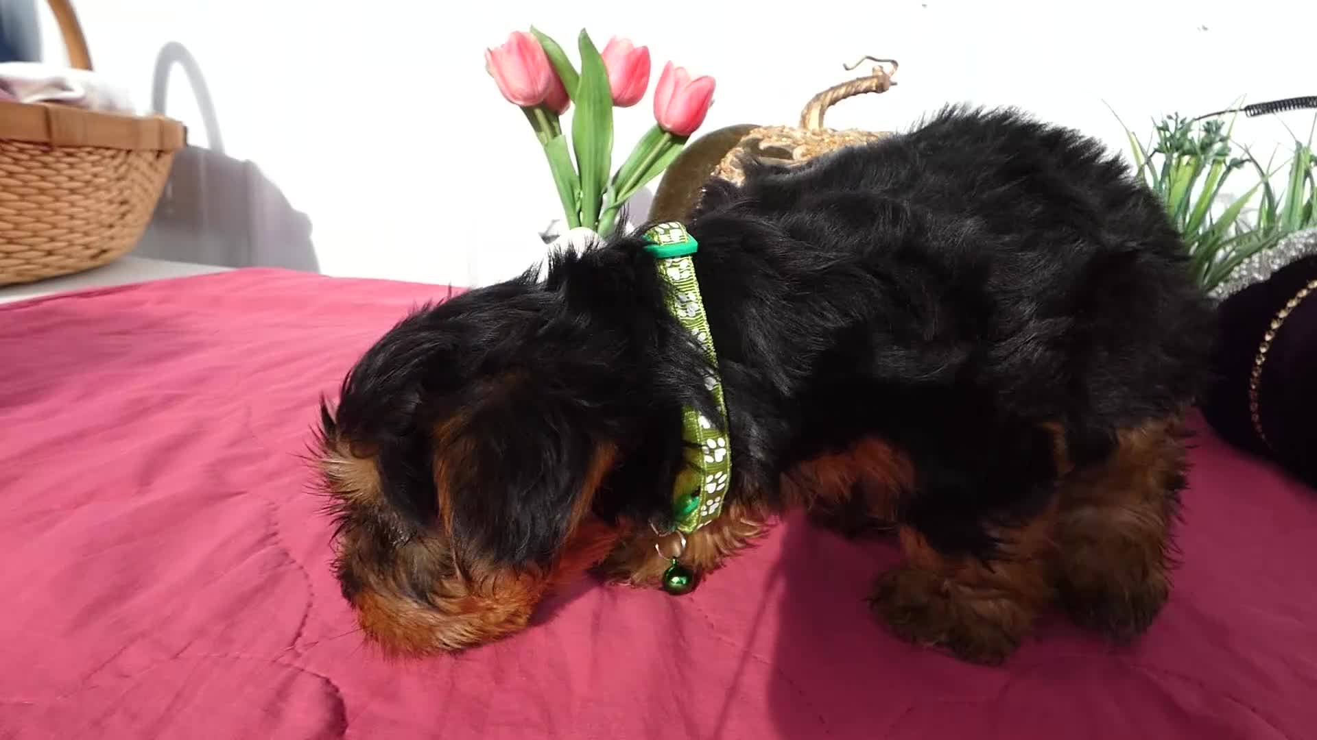 Yorkshire Terrier dogs for sale: Yorkshire Terrier 4 Thompson - Video 6