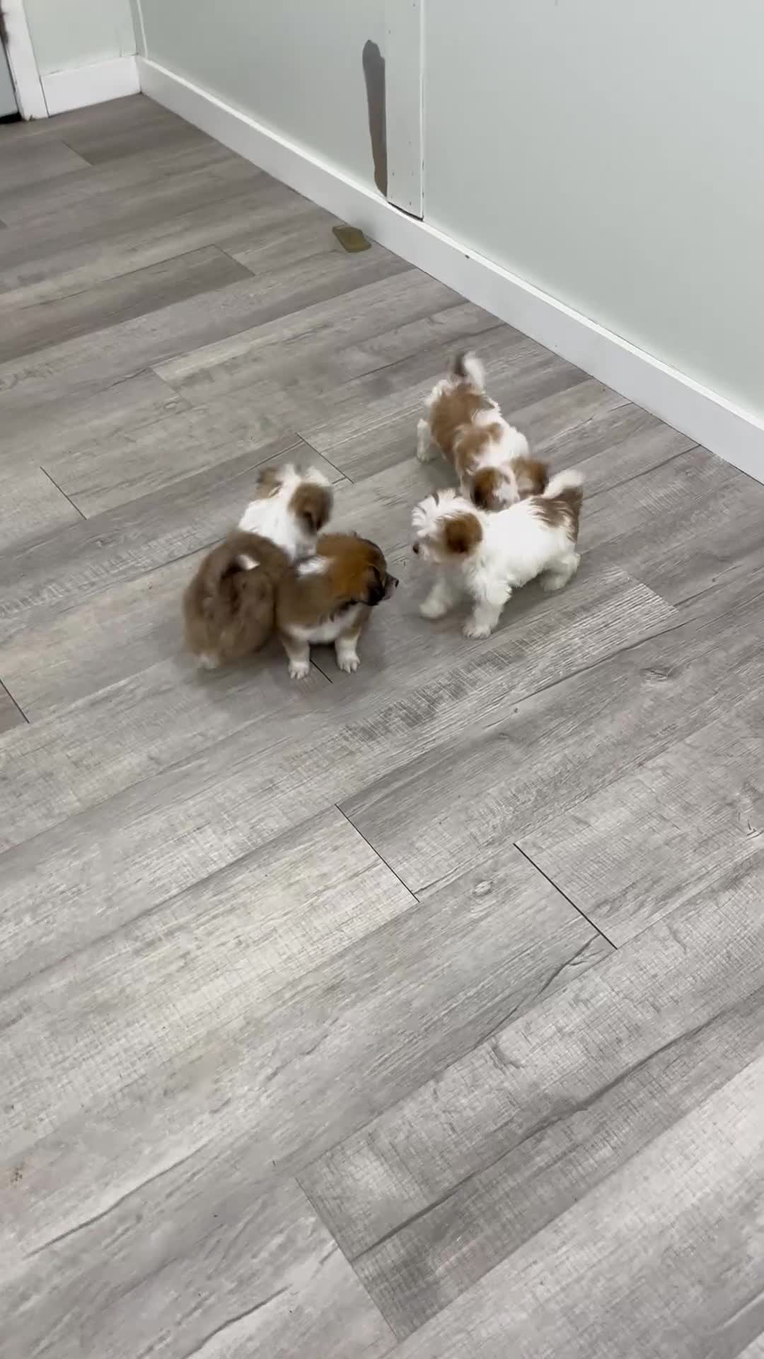 Havanese dogs for sale: Dewey - Video 2