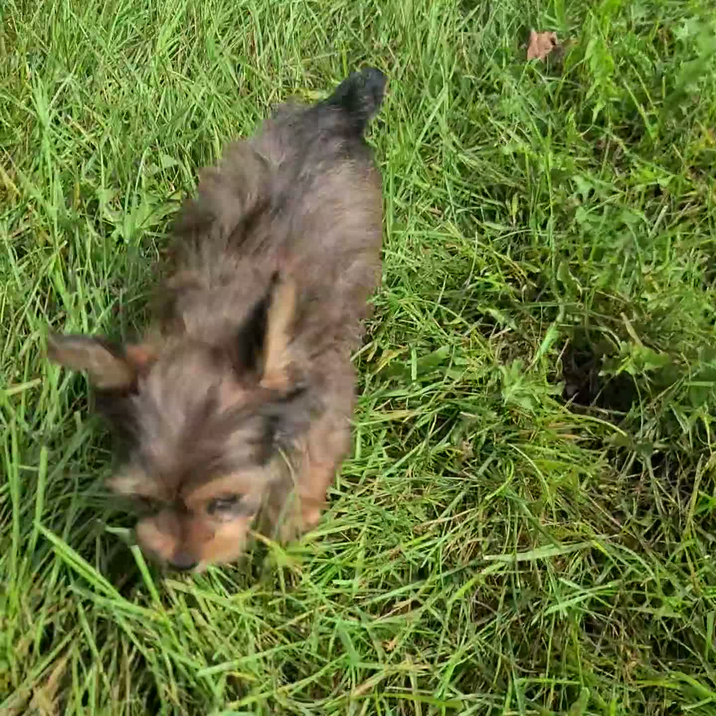Yorkshire Terrier dogs for sale: Isabella - Video 1