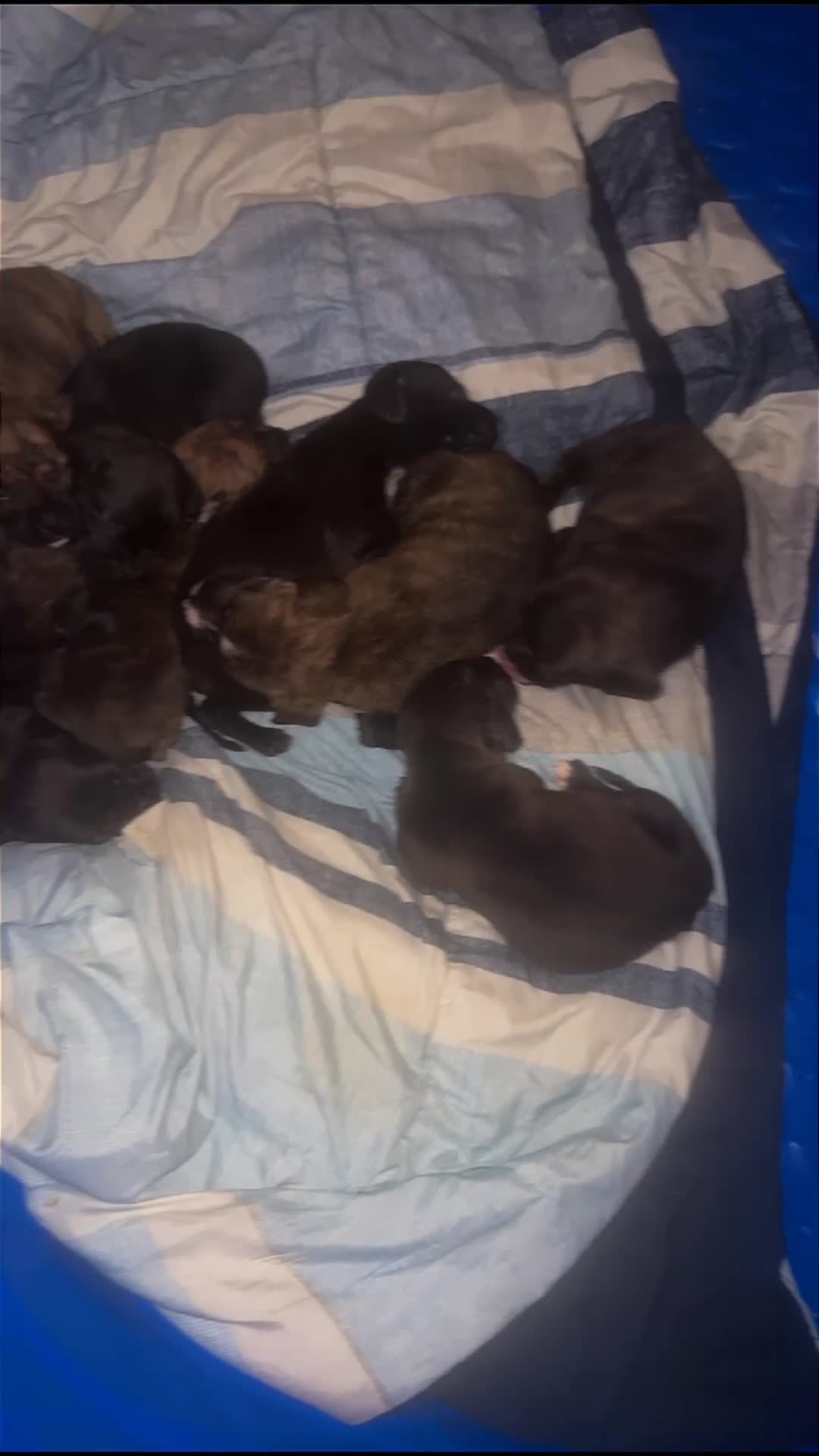 Mixed Breed dogs for sale: Mixed Breed 1 - Video 6