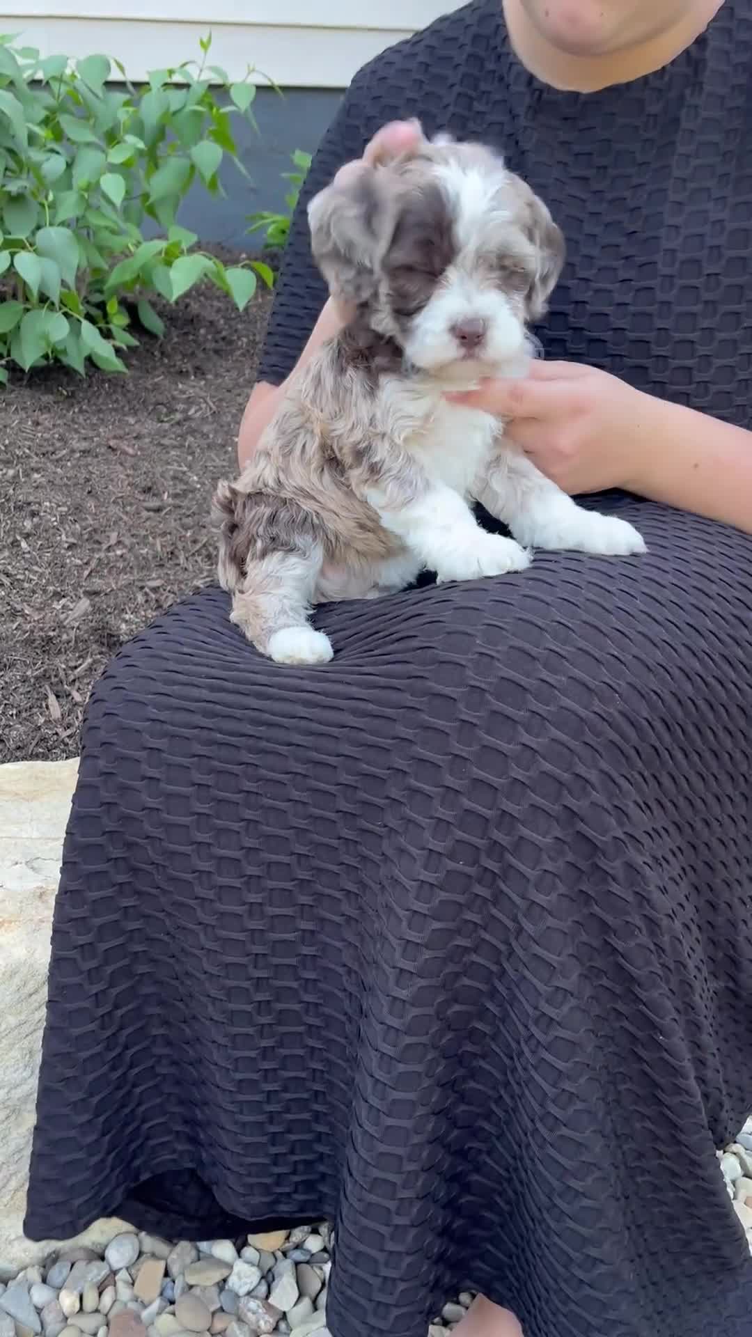 Mixed Breed dogs for sale: Flora - Video 1