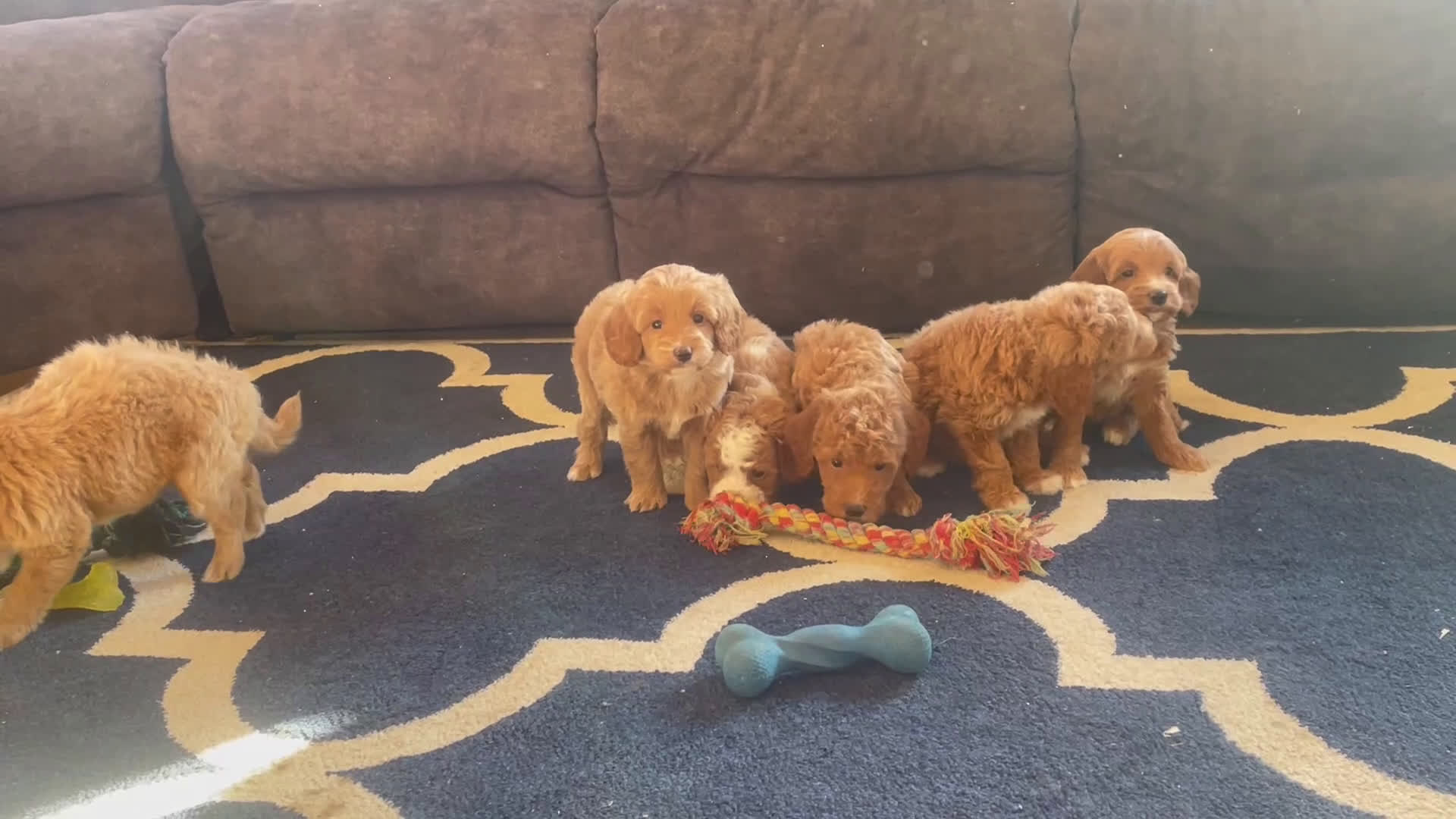 Mini Goldendoodle dogs for sale: Ms. Paisley - Video 1