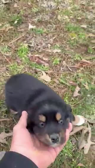 Australian Shepherd dogs for sale: Sugar - Video 1