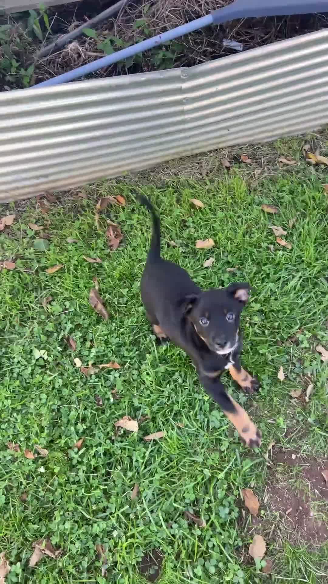 Mixed Breed dogs for sale: Jackie - Video 3