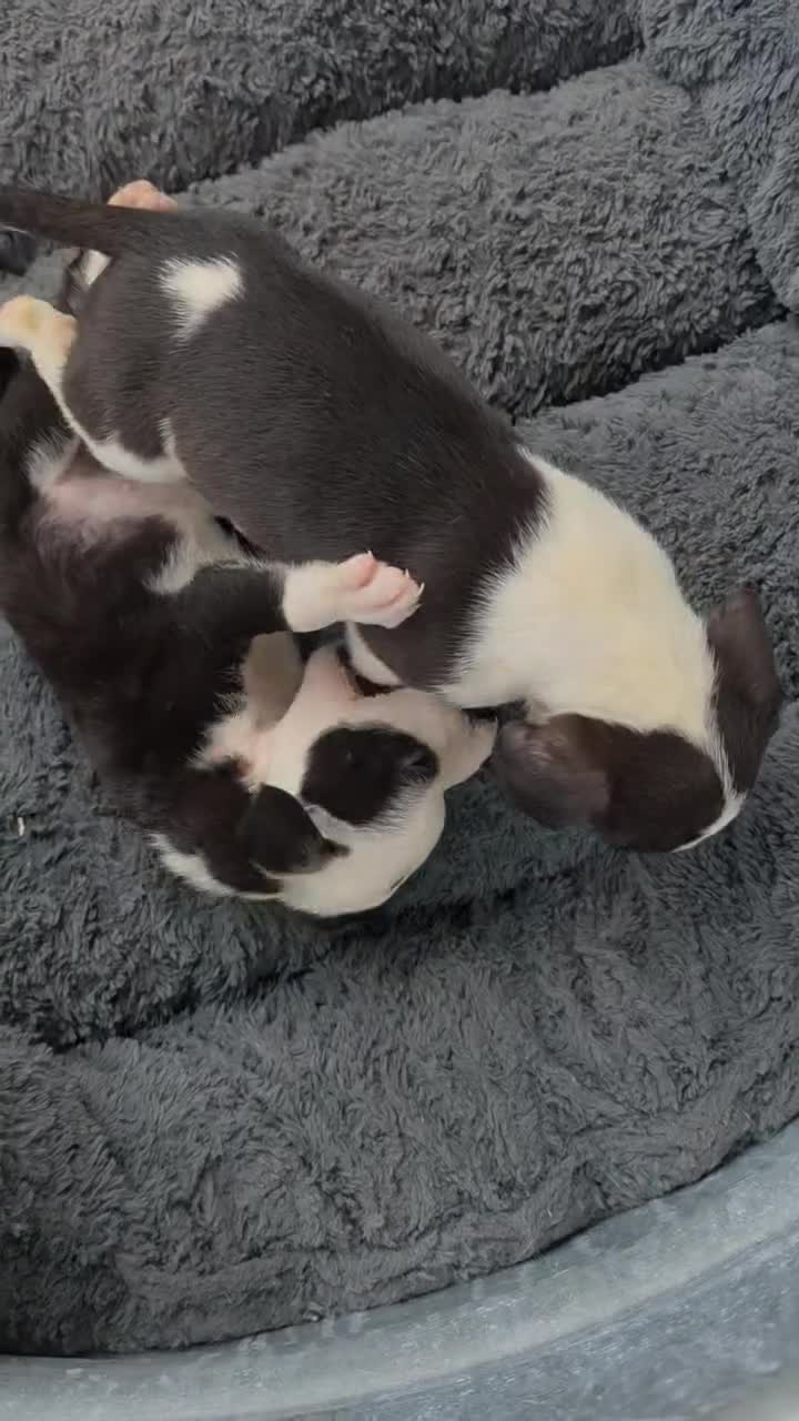 Chihuahua dogs for sale: Chihuahua female Puppy 1 black and white puppy 10 weeks - Video 1