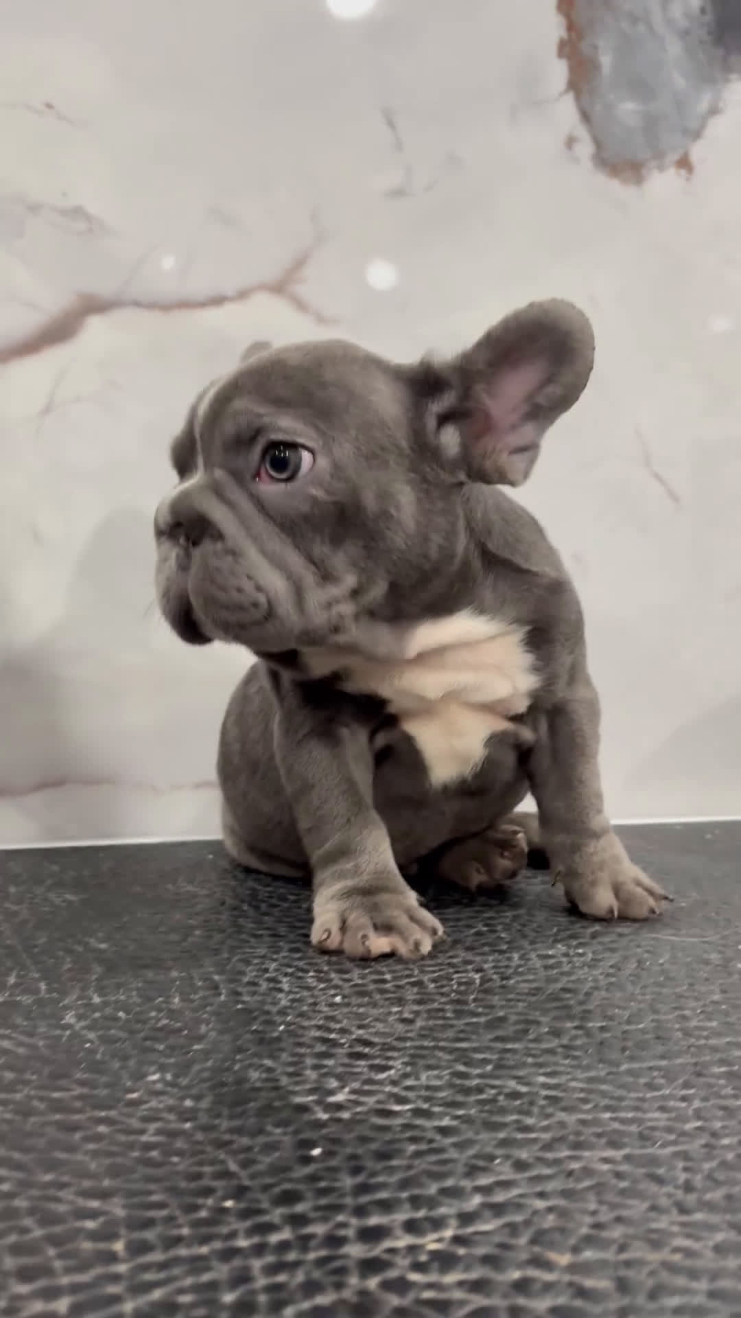 French Bulldog dogs for sale: diamond  - Video 1