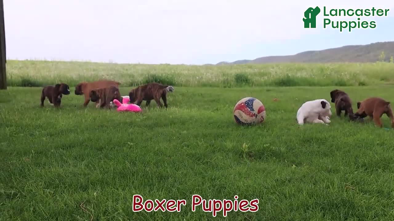Boxer dogs for sale: Atlas - Video 1