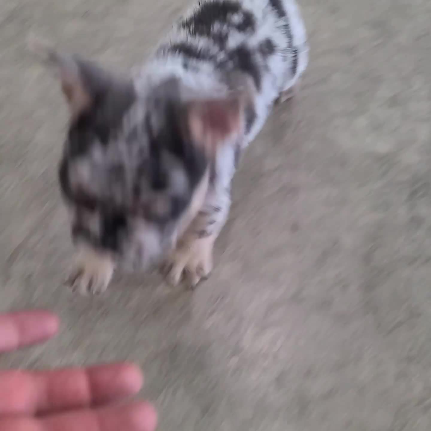 French Bulldog dogs for sale: Tate - Video 2