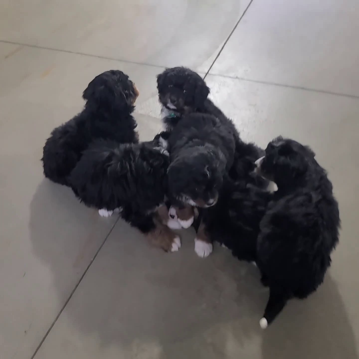 Mini Bernedoodle dogs for sale: Anson - Video 1