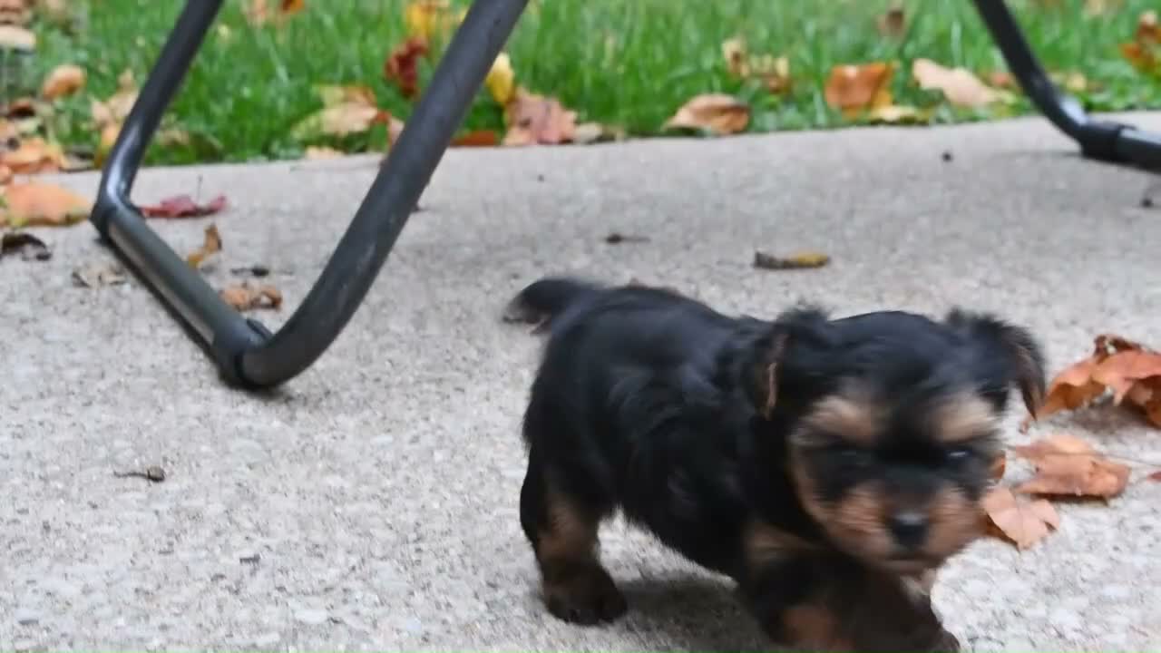 Yorkshire Terrier dogs for sale: Axle - Video 1