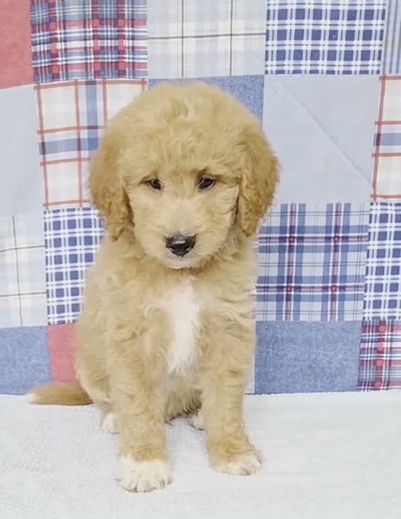 Mini Goldendoodle dogs for sale: Bowser - Video 1